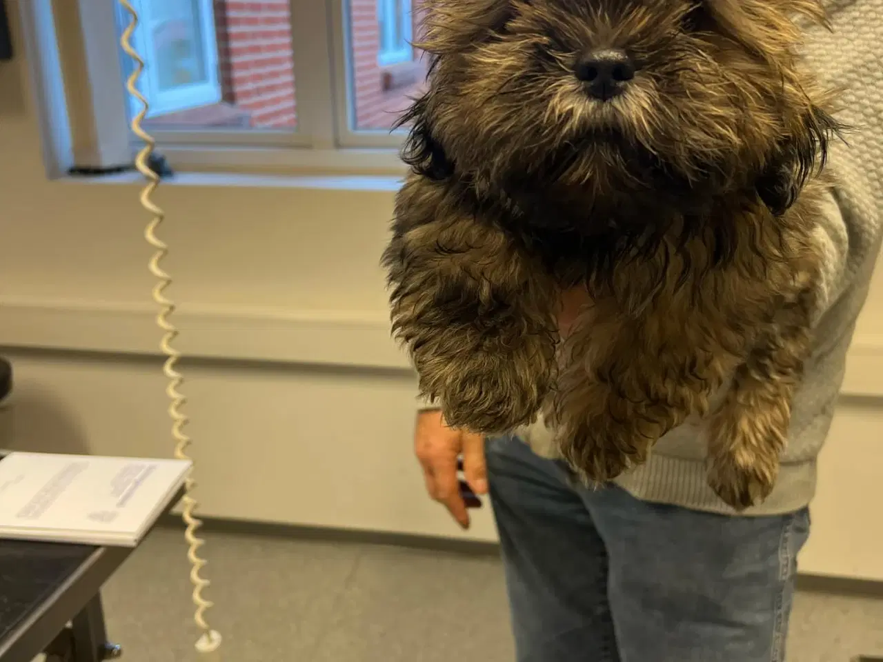 Billede 2 - Lhasa Apso Stueopdræt