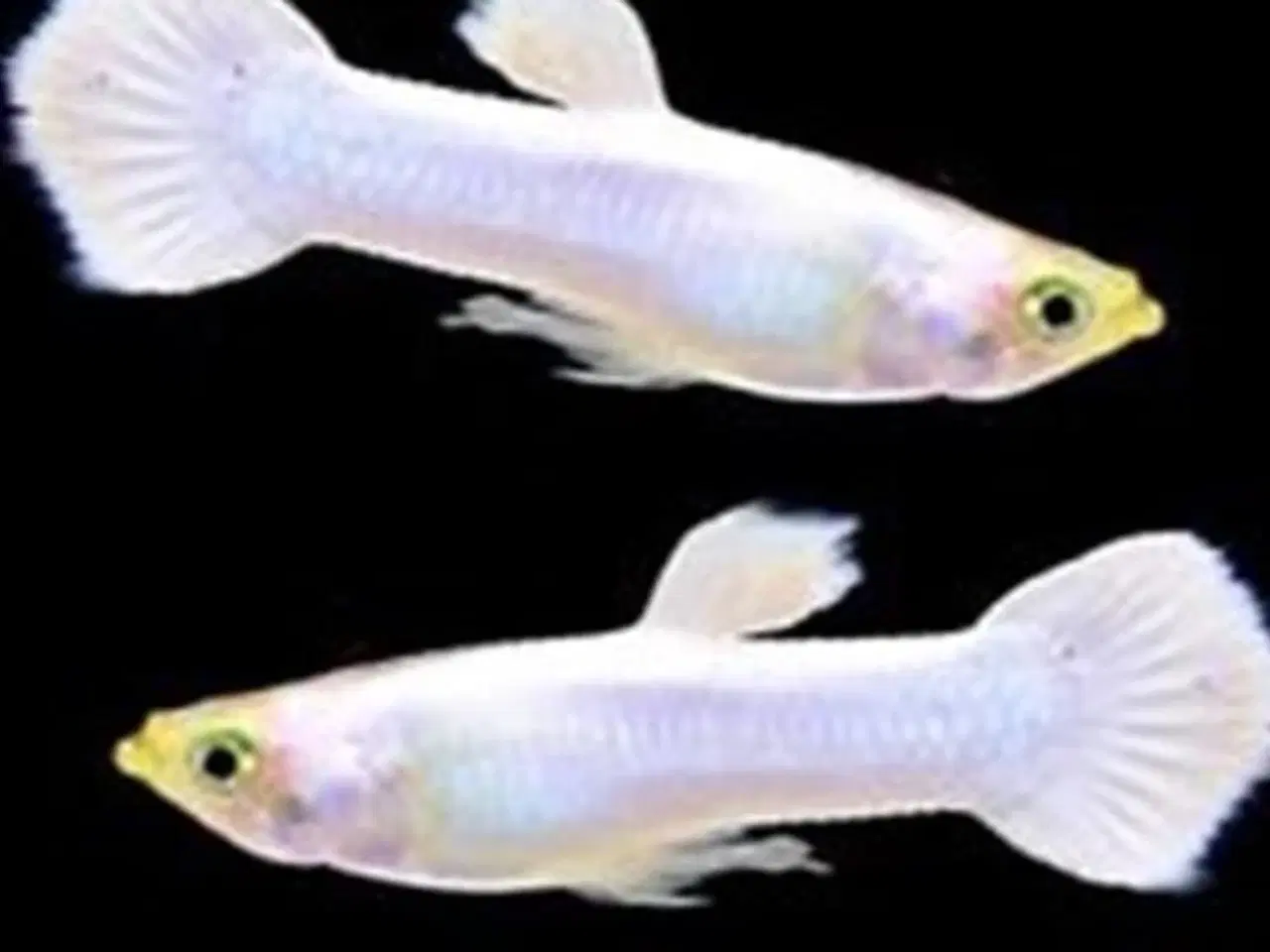 Billede 1 - Snow white platin guppy 