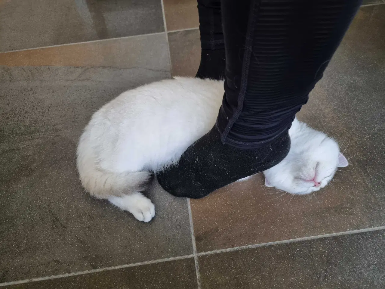 Billede 7 - Meget kælen dreng