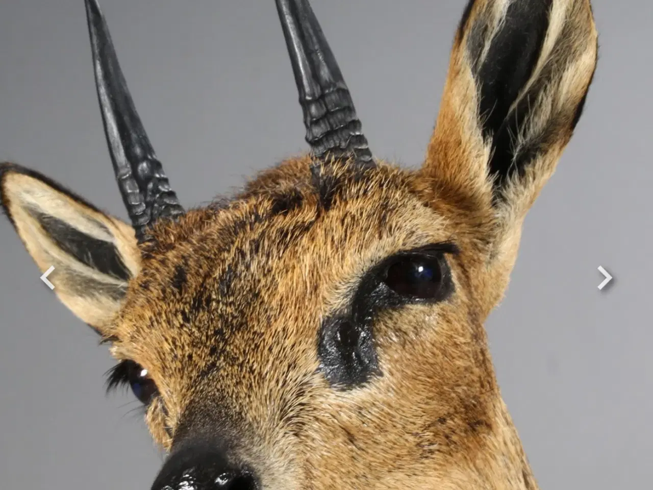 Billede 3 - Flot Klipspringer fra Namibia 
