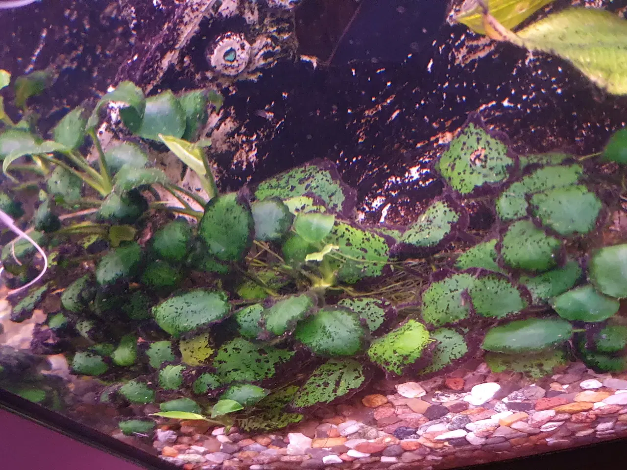 Billede 4 - Anubias