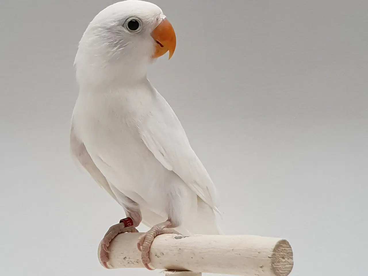 Billede 2 - Flot Sortøjet Albino dværgpapegøje 