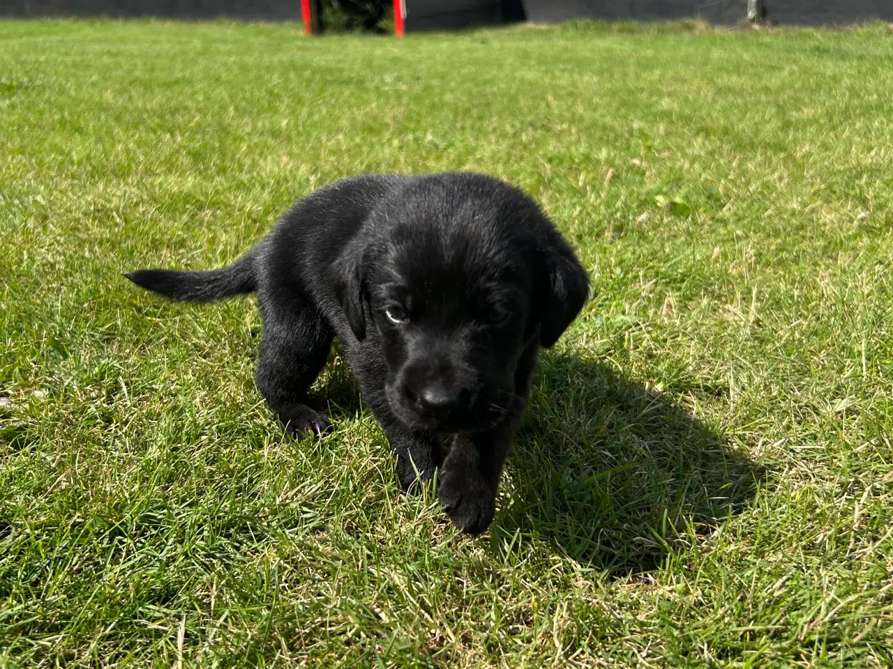 Billede 2 - Labrador hvalp sælges