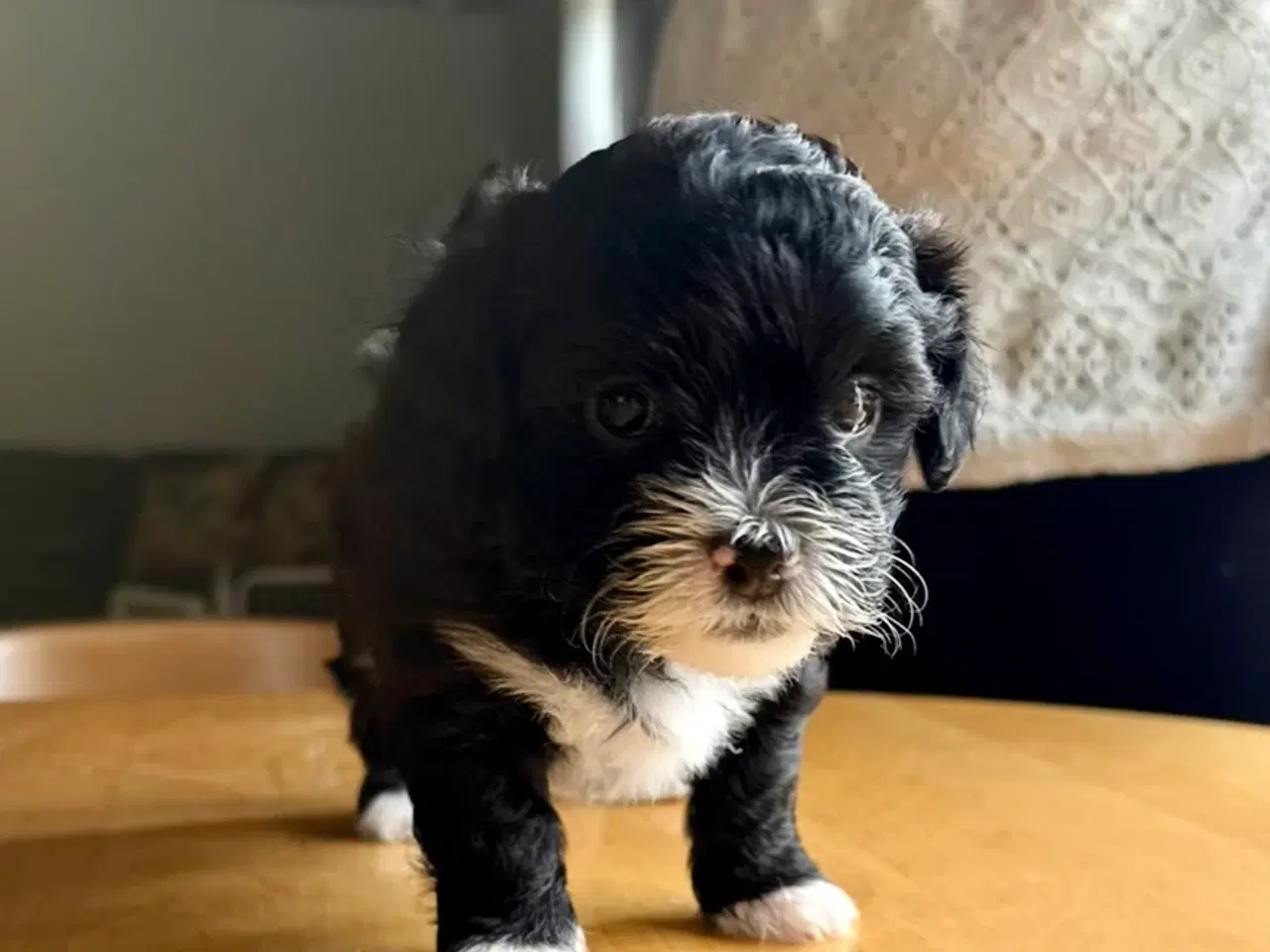 Billede 3 - Ægte bichon  havanais.