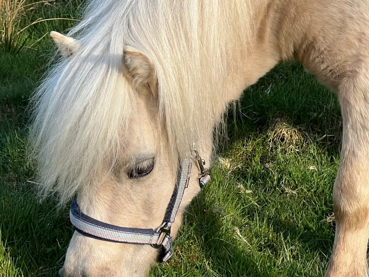 Billede 11 - Smuk Palomino Hoppe med føl 