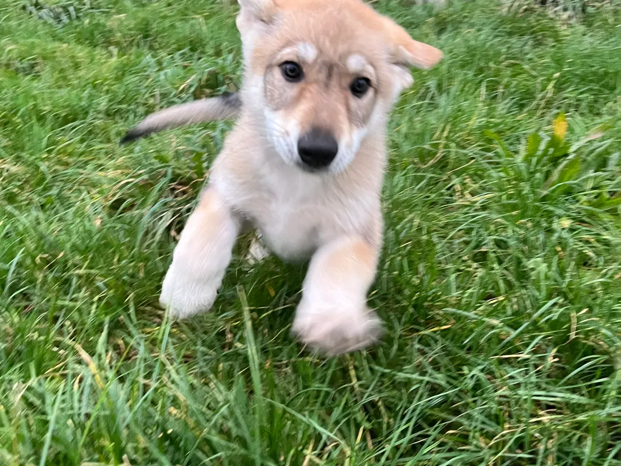 Billede 6 - Hvalpe af hvid schæfer og tjekkoslovakisk ulvehund