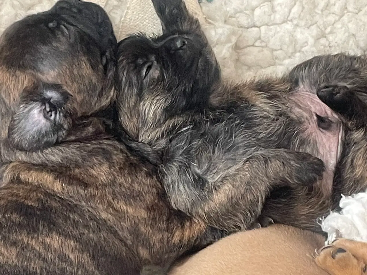 Billede 3 - Fransk cavapoo søger ny sofa arm🥰