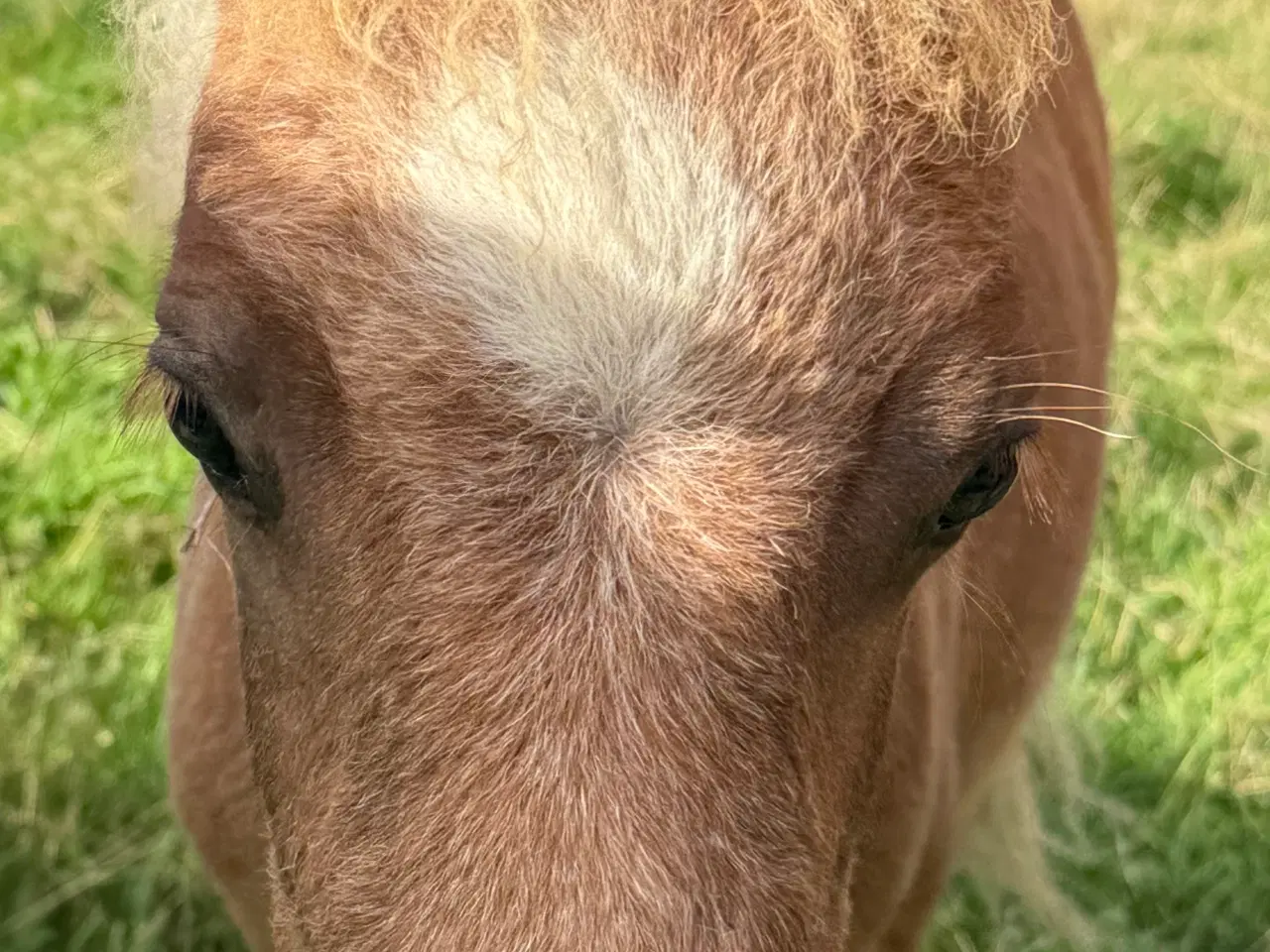 Billede 16 - Skøn mini pony 