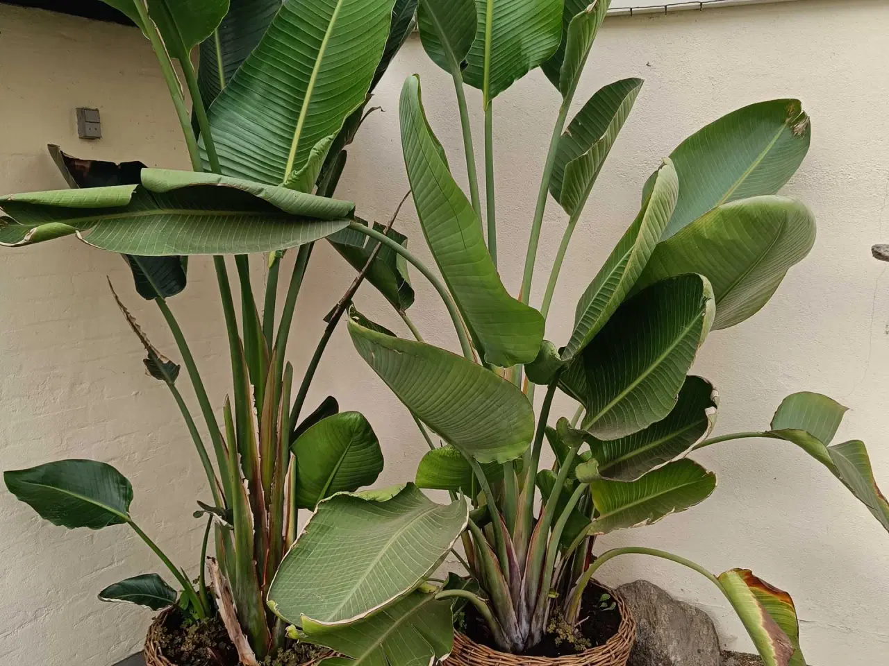 Billede 1 - Store Strelitzia Nicolai 