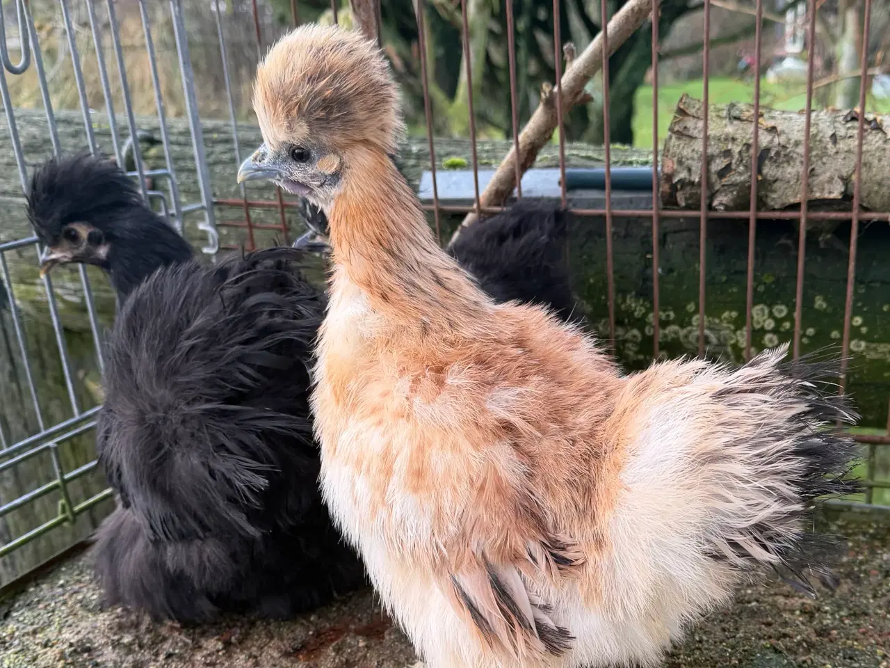 Billede 2 - Silker mellem- stor