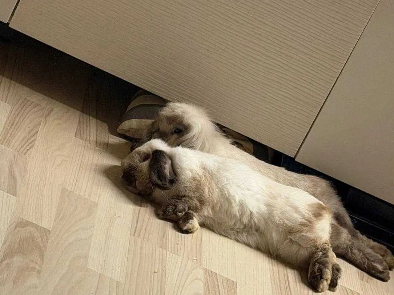 Billede 1 - Kiki er Kastreret og renlig 🐰