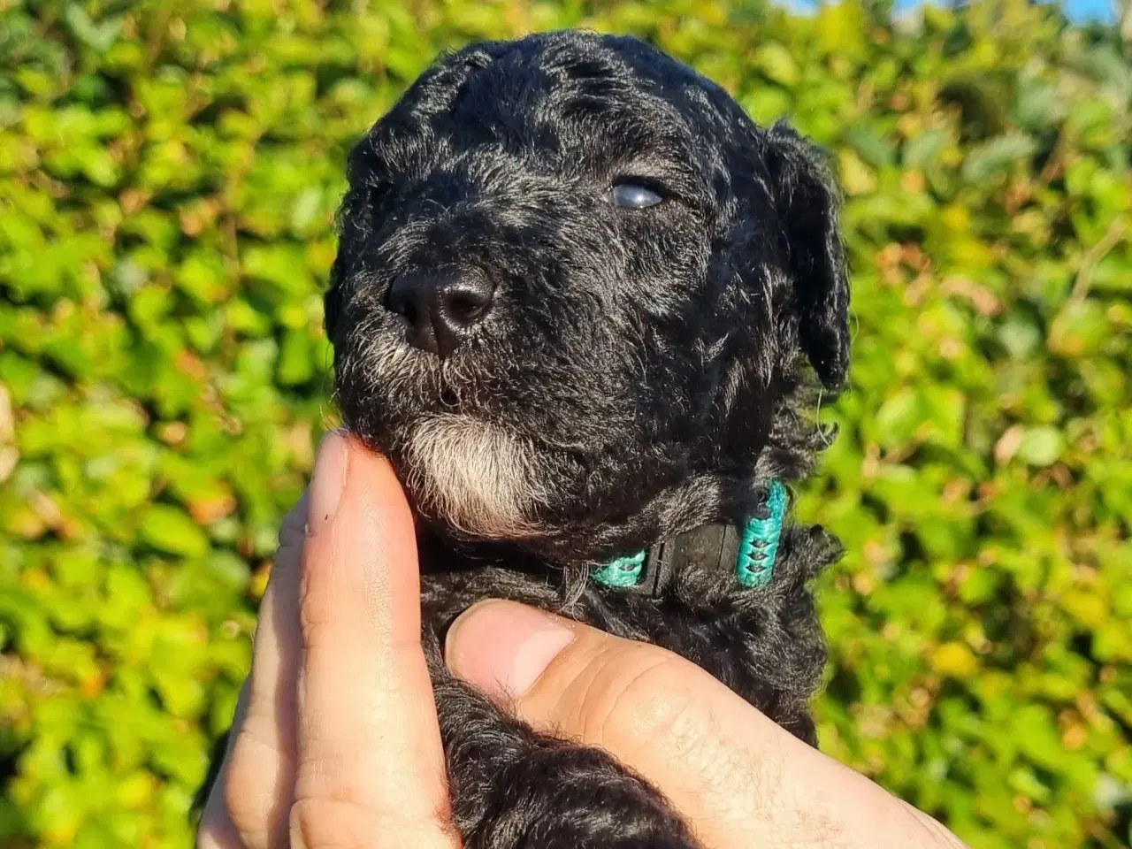 Billede 3 - Golden Doodle F1b hvalpe – klar til nye hjem i okt