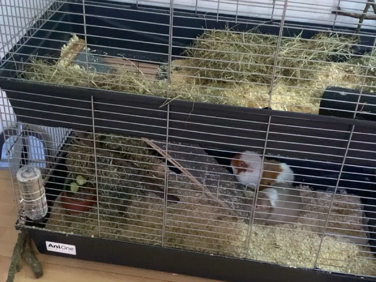 Billede 4 - Marsvin han 