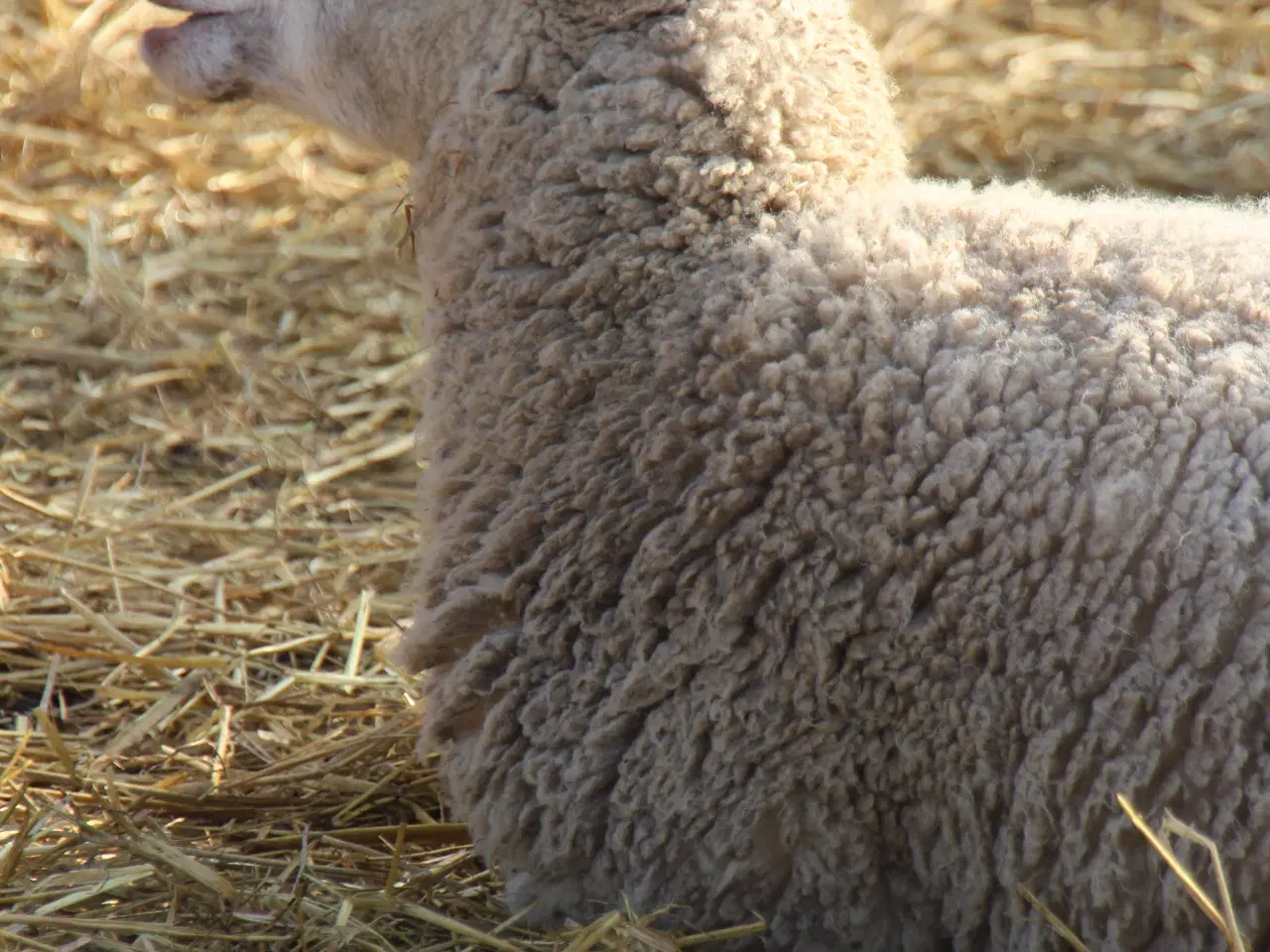 Billede 1 - Drægtigt får sælges