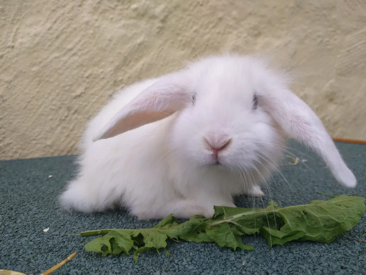 Billede 7 - Mini Lop unger
