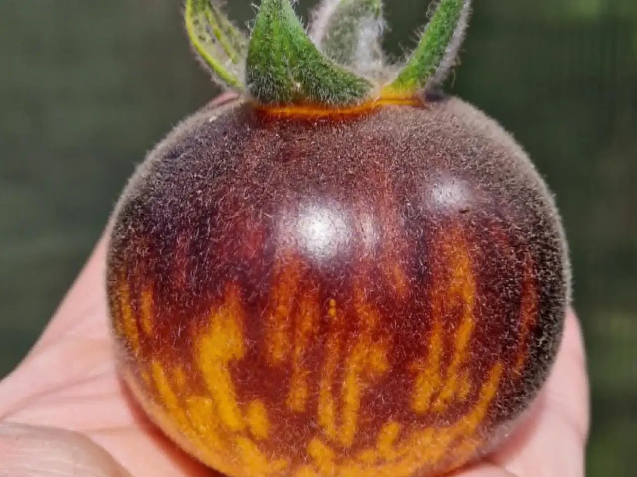 Billede 2 - TOMATFRØ - 300 sorter!!