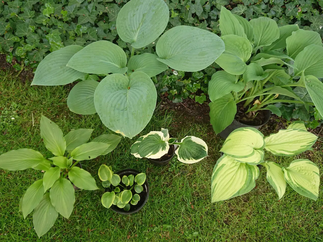 Billede 1 - Hosta fra 15 kr.