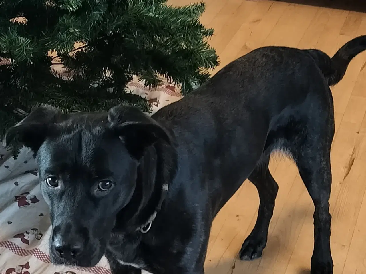 Billede 2 - Shæffer blanding