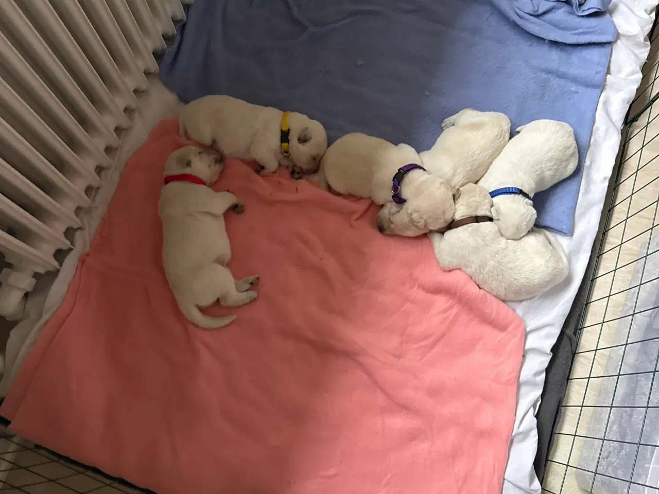 Billede 22 - Ønsker du en hund i julegave