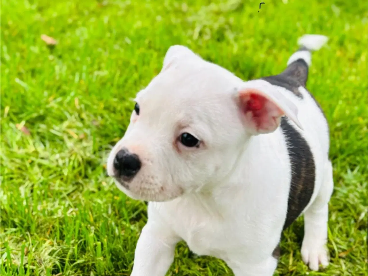 Billede 3 - Staffordshire Terrier Hvalpe