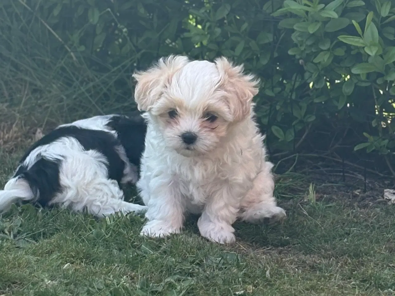 Billede 3 - Fin lille Boomer tæve shih tzu/malteser