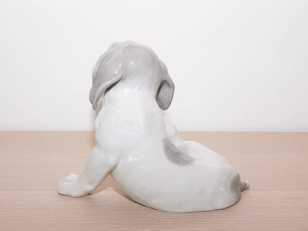 Billede 5 - Stor 110 år gl hund / pointer hvalp f Heubach
