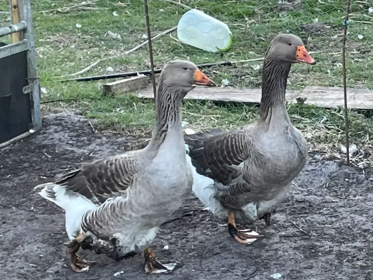 Billede 1 - Gammel dansk landrace grå gæs