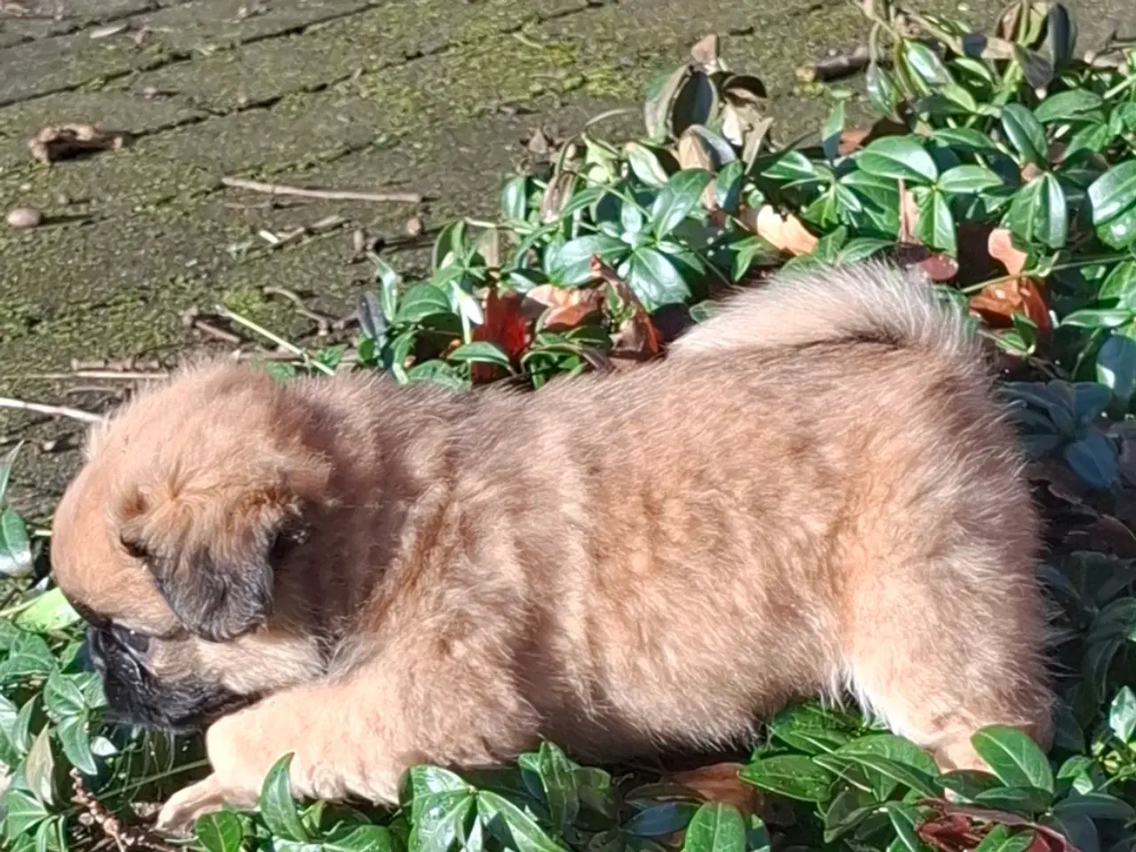 Billede 6 - Lækre uldtotter 