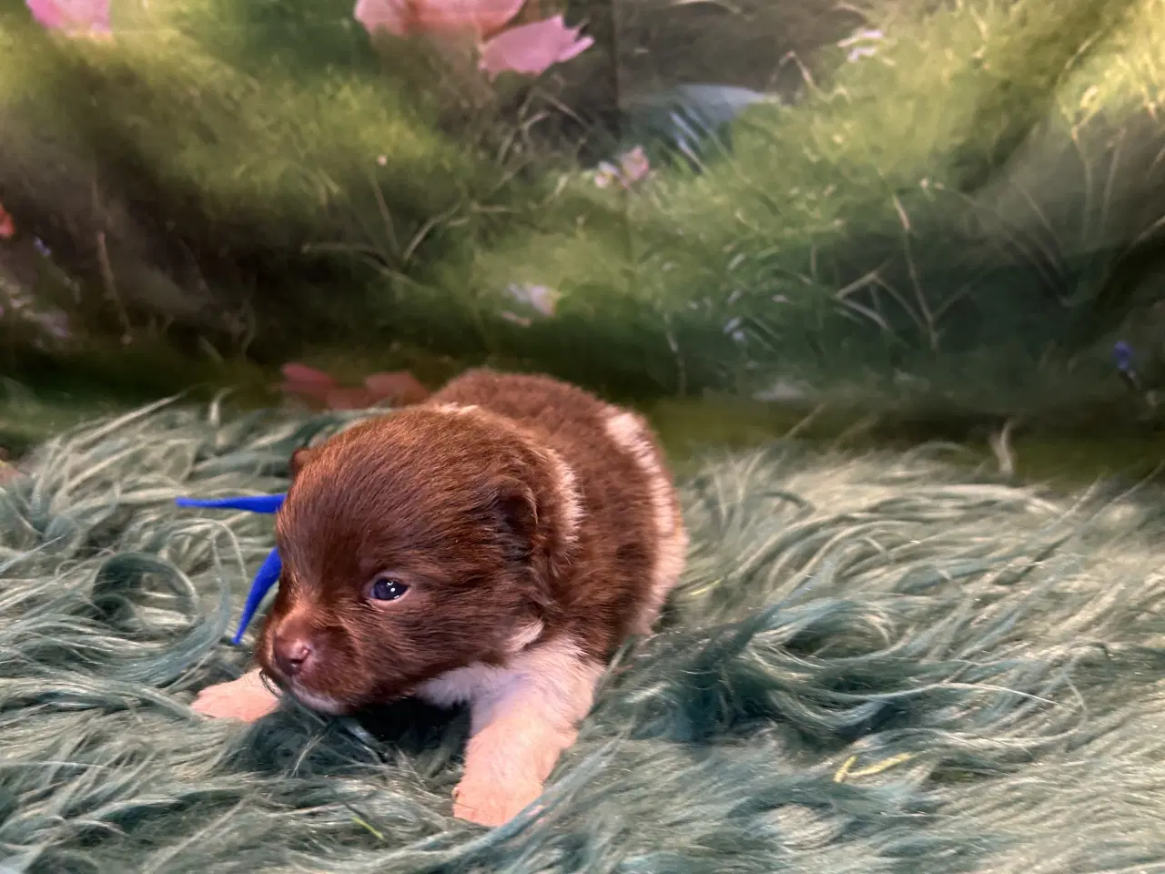 Billede 3 - Meget smukke Pomerania hvalpe 