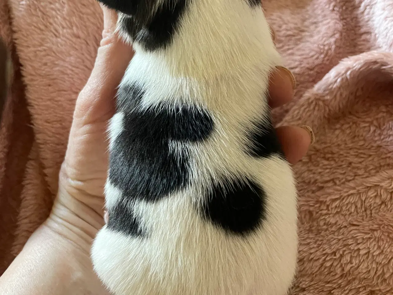 Billede 13 - Dansksvensk gårdhunde hvalpe 