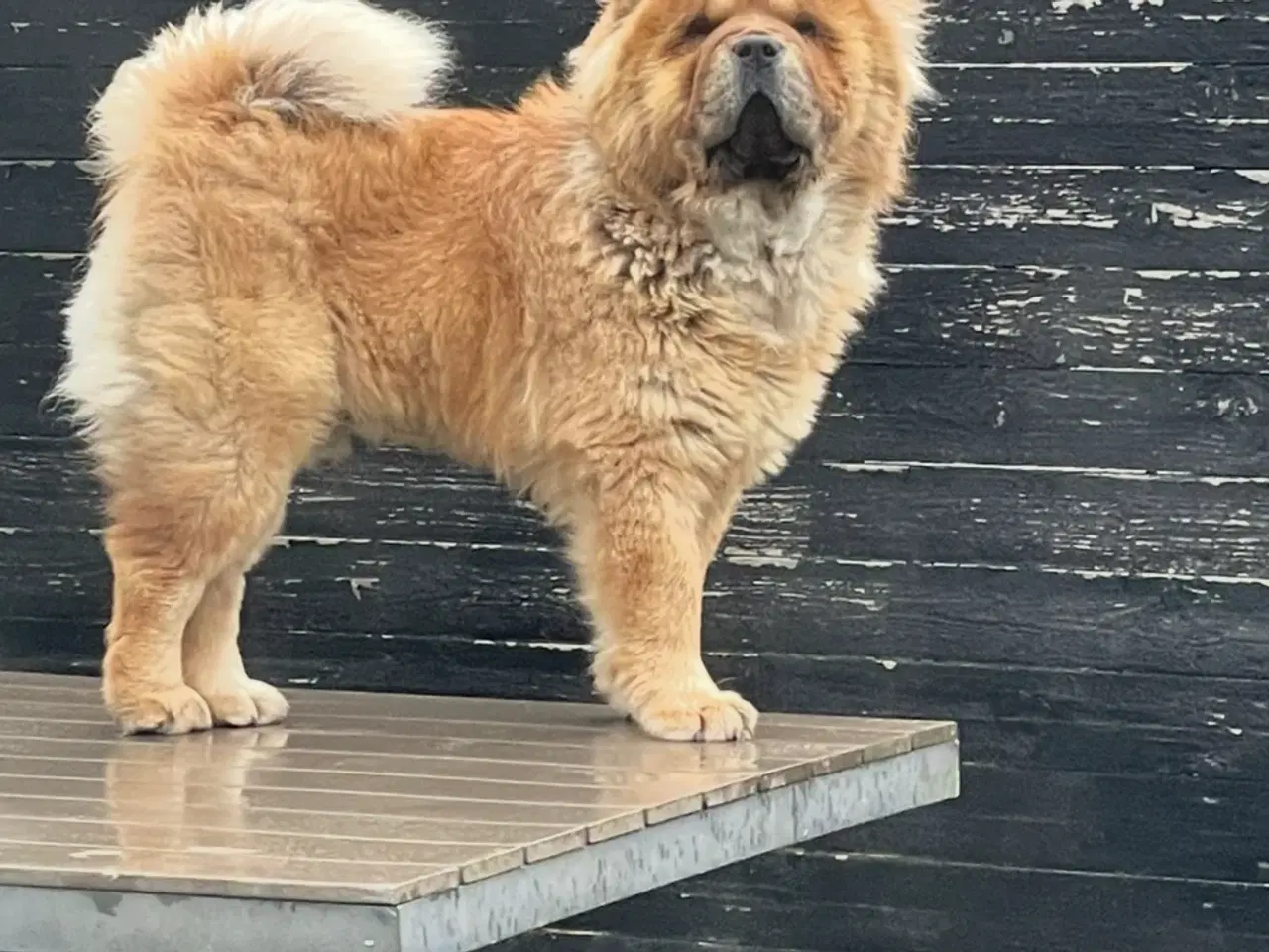 Billede 3 - Chow Chow hvalpe 