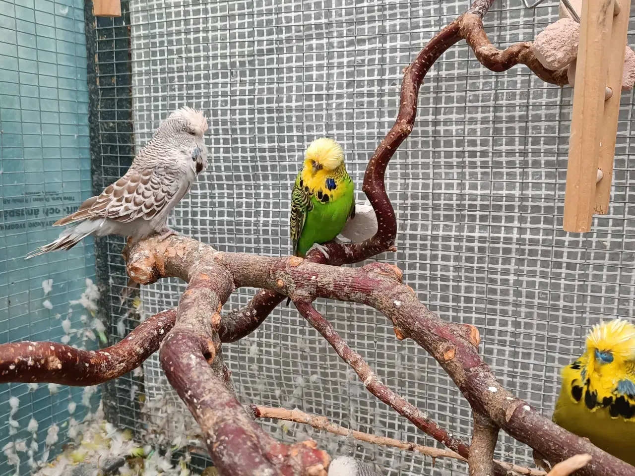 Billede 2 - Undulat familie søger nyt hjem.