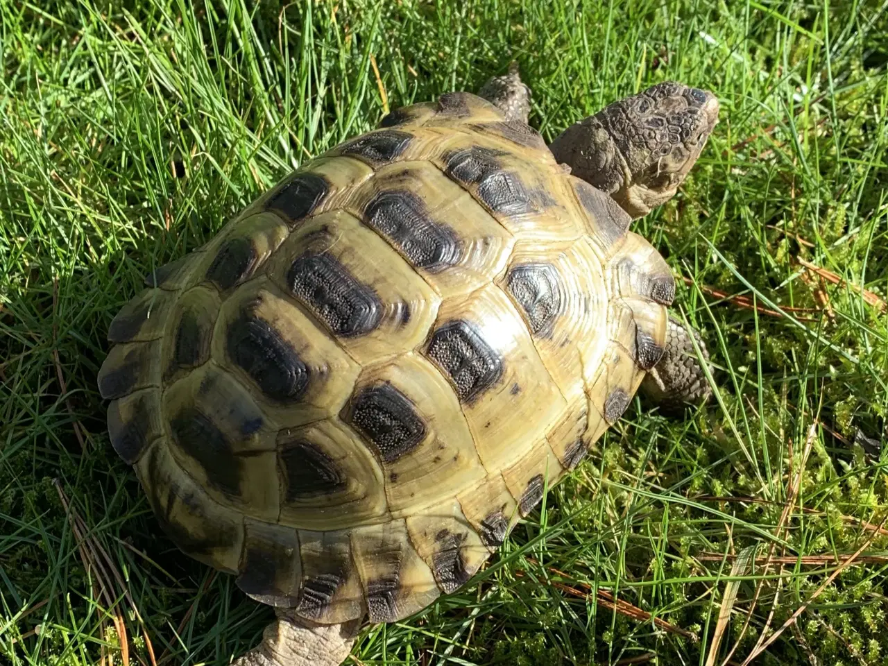 Billede 11 - Russiske landskildpadder der savner nyt godt hjem