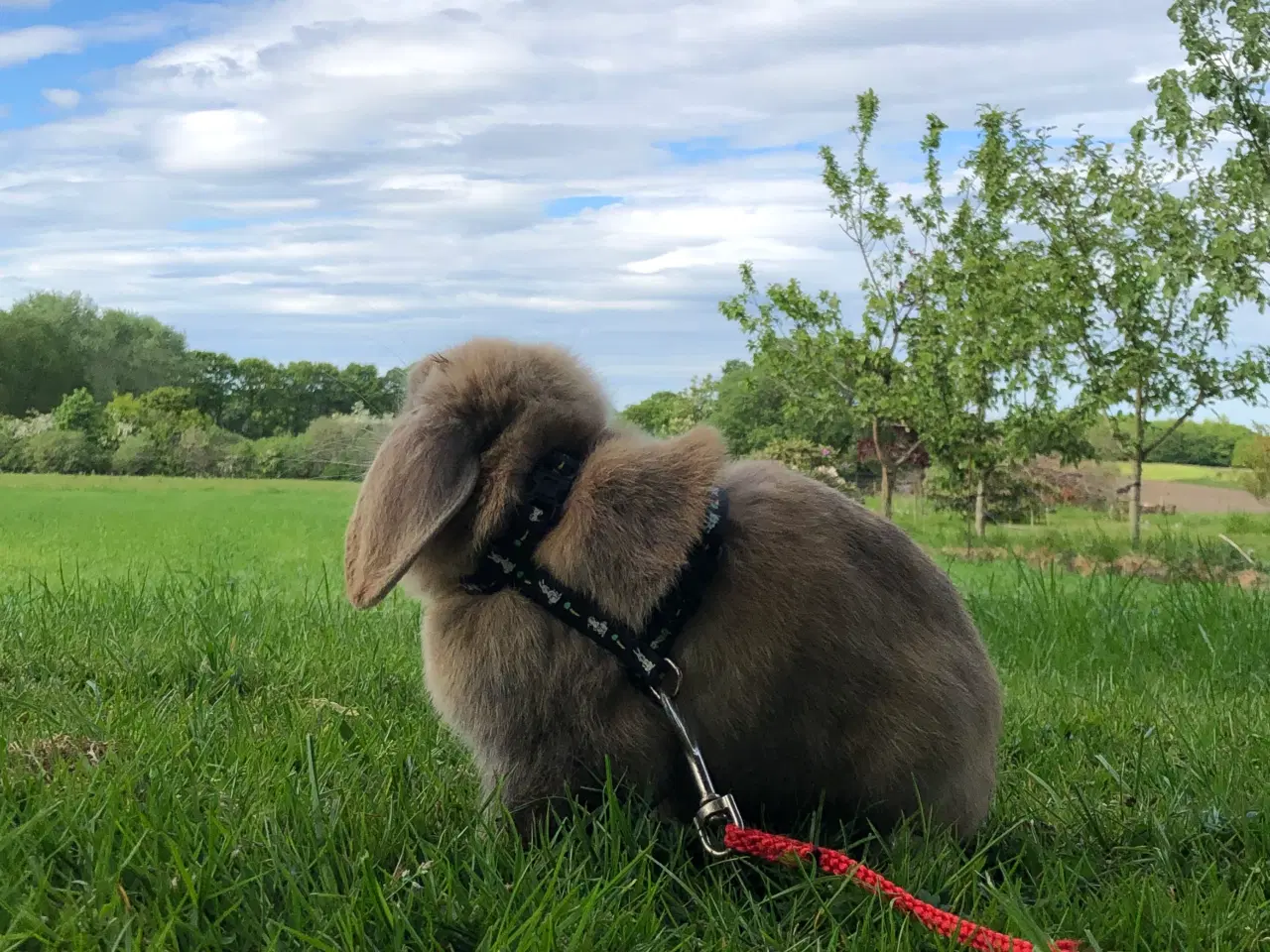 Billede 6 - Kælen dværgvædder han kanin. 