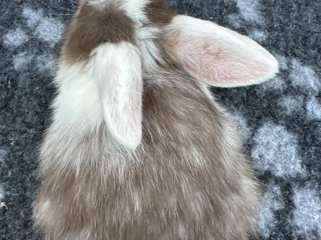 Billede 6 - Minilop kaninunger