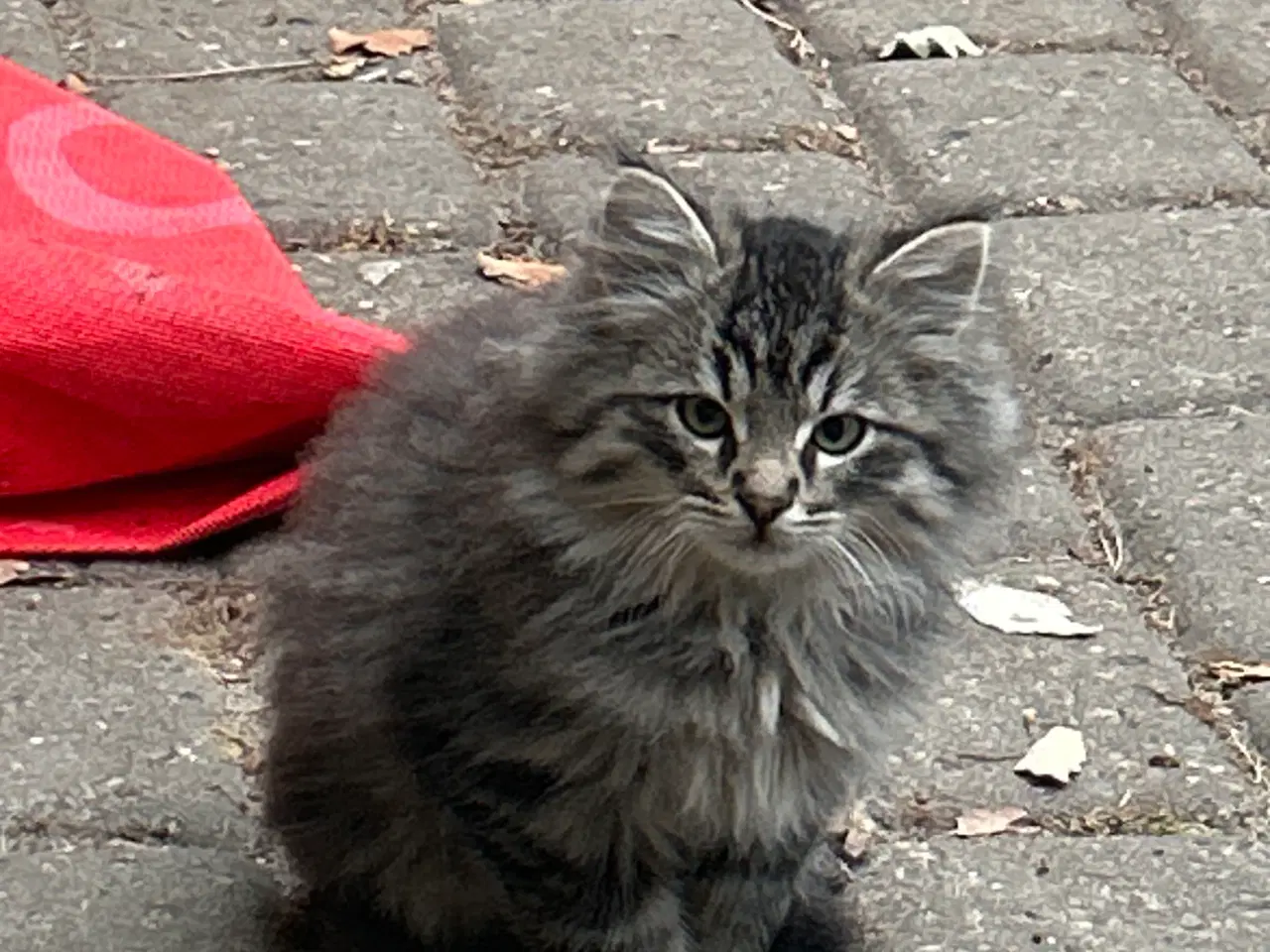 Billede 6 - Små søde blandings kattekillinger 