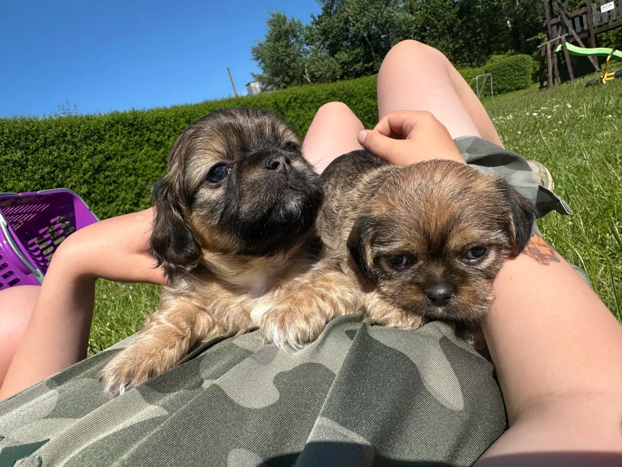 Billede 12 - Shih tzu blandinger 