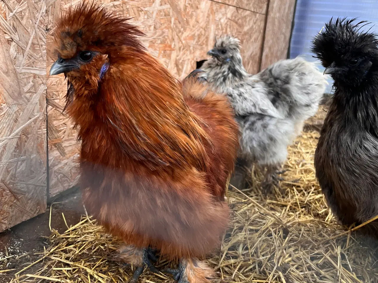 Billede 2 - Gratis Silkehane til hurtig afhentning