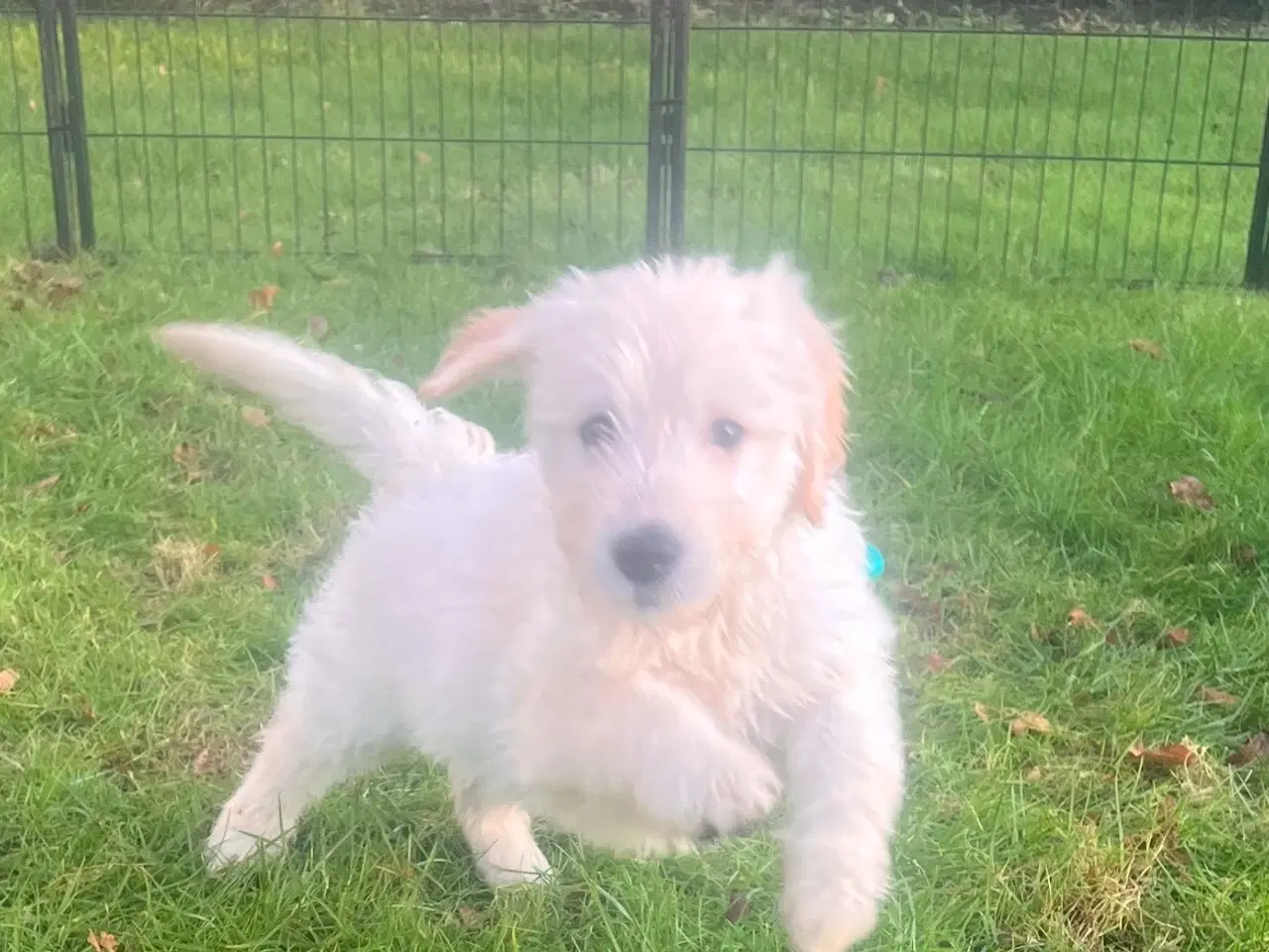 Billede 5 - Goldendoodle 1 pige tilbage