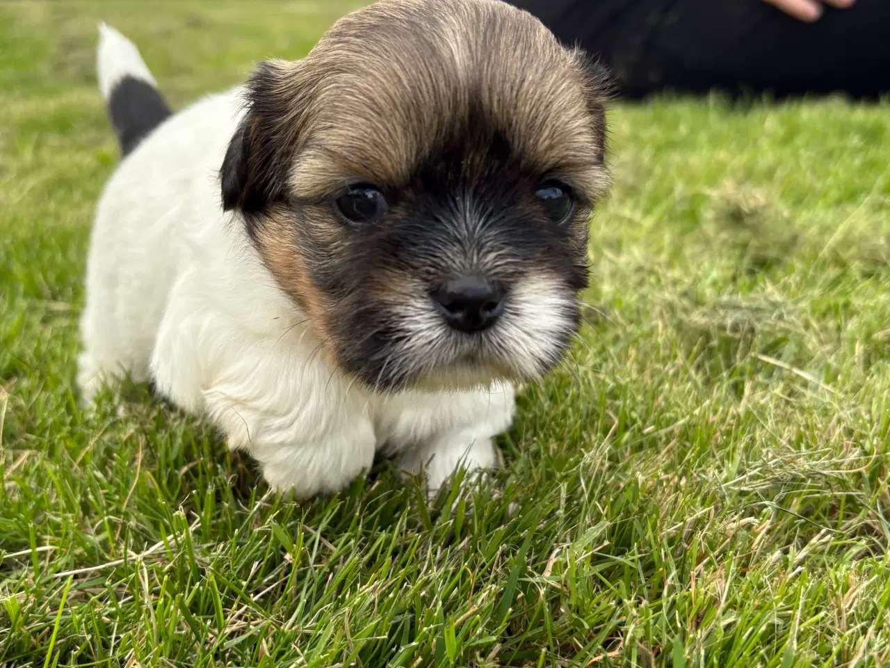 Billede 3 - Shih-tzu hvalpe