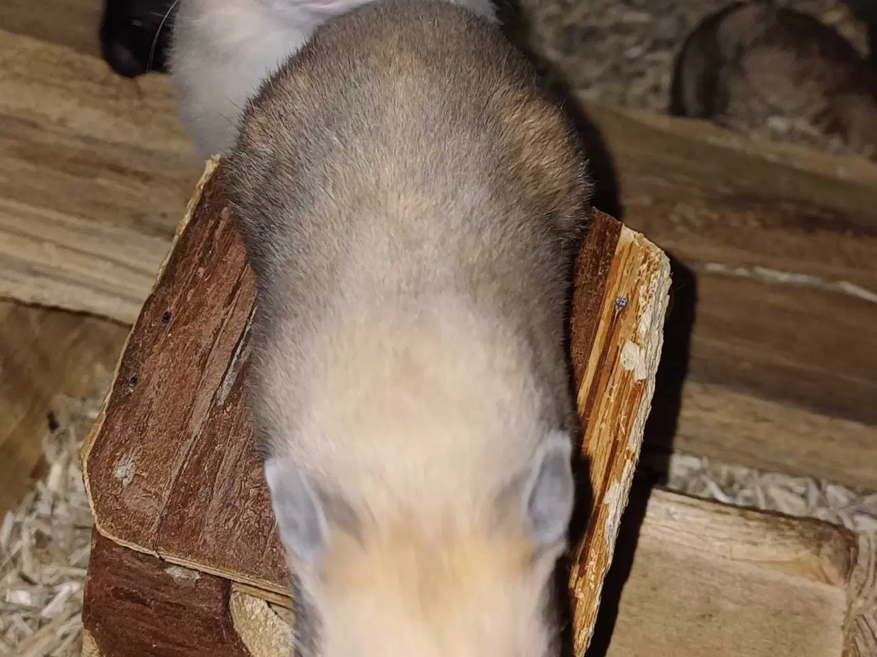 Billede 8 - Guldhamster unger