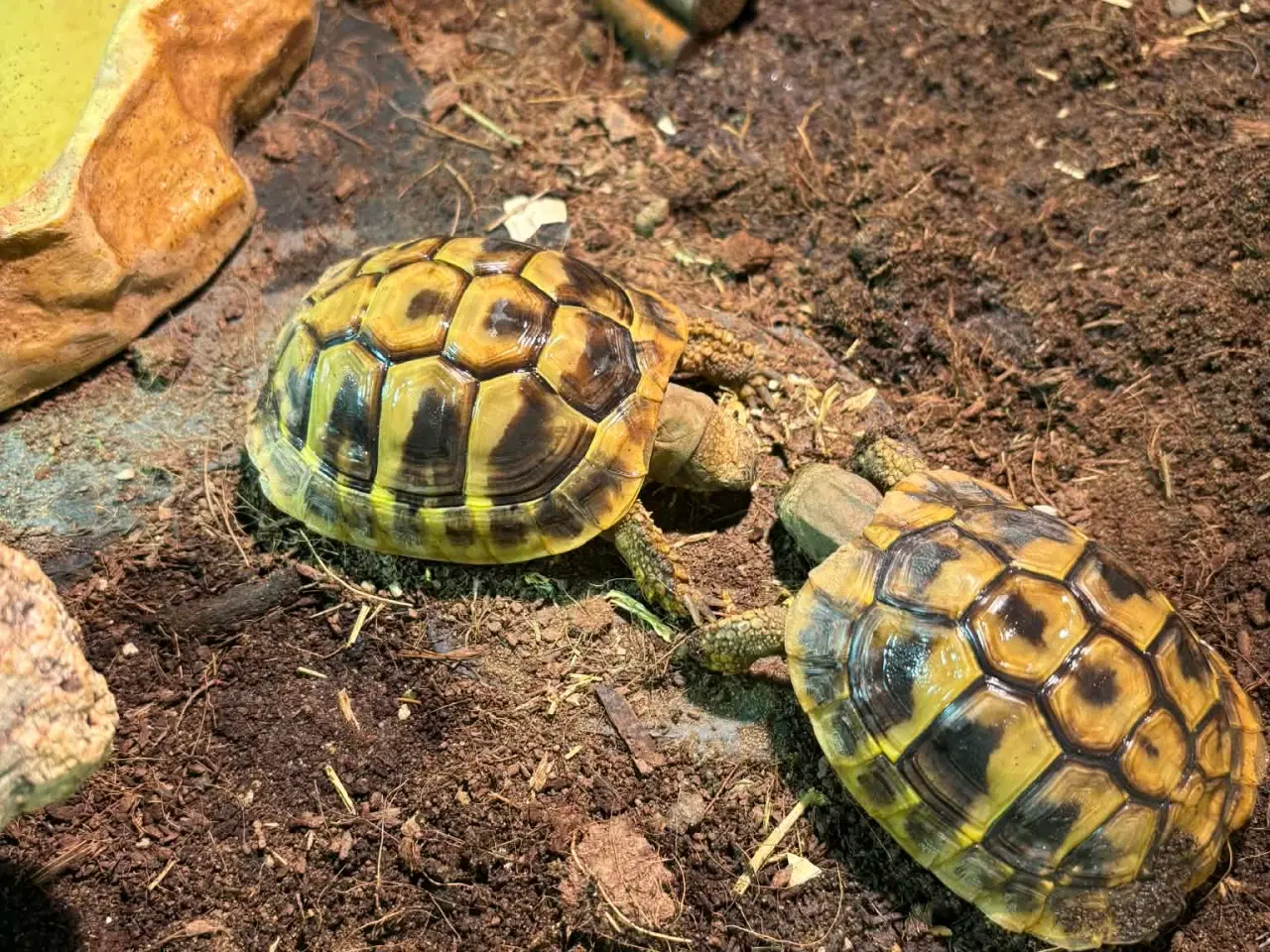Billede 3 - 2 græske landskildpadder 