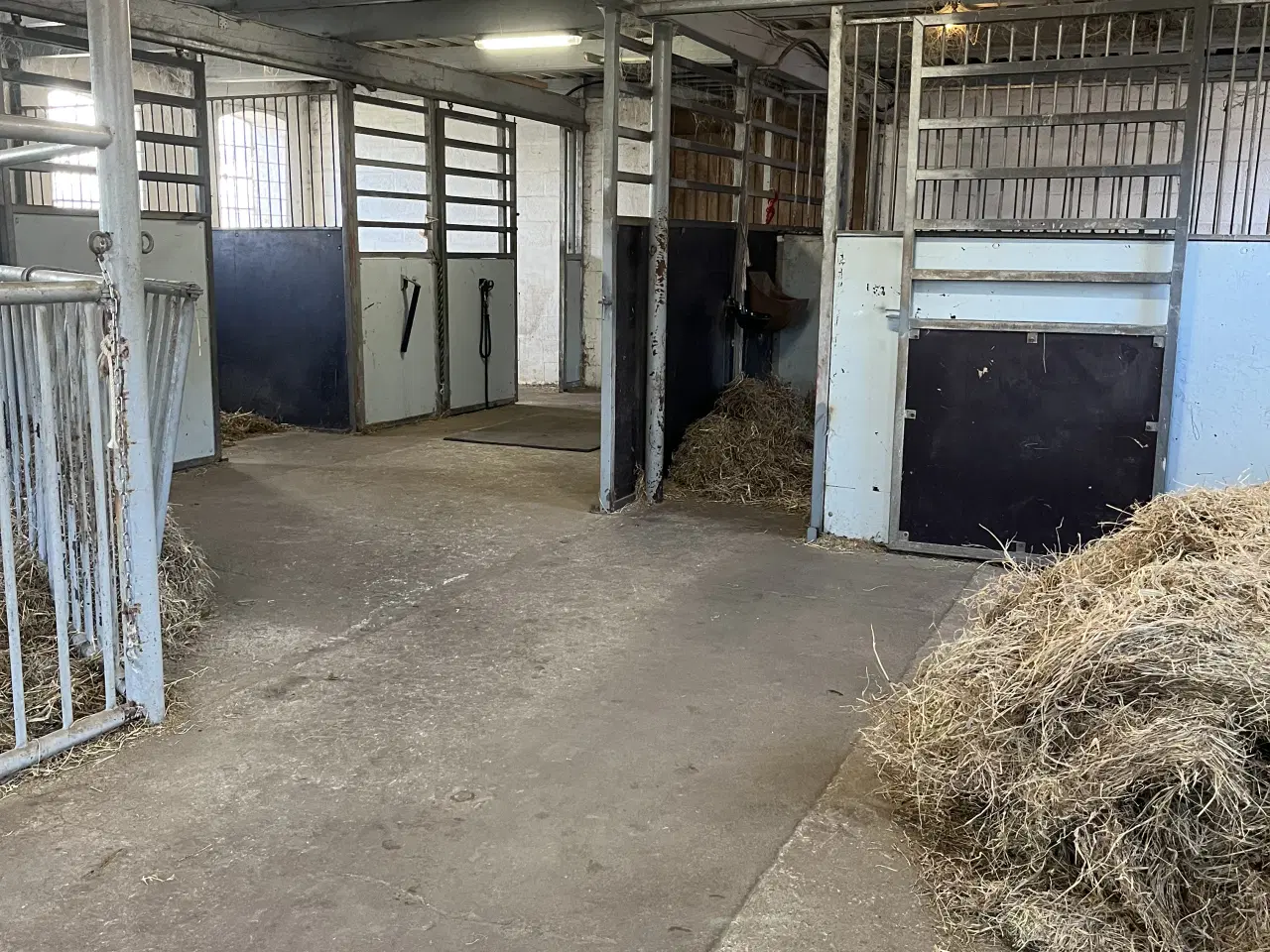 Billede 2 - Løsdrift og boks opstaldning tilbydes 