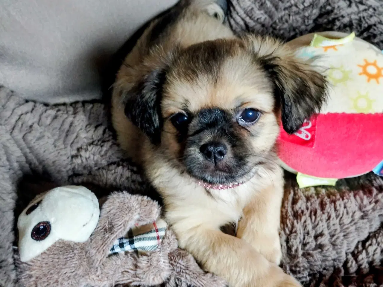 Billede 4 - Dejlige små race blandings hvalpe