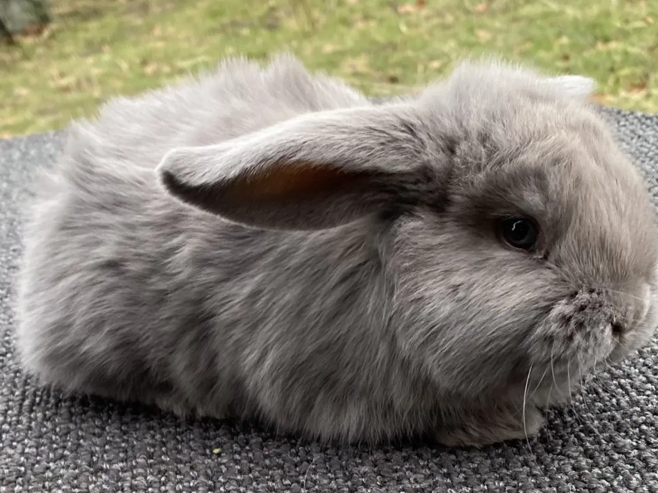 Billede 1 - FRANSK VÆDDER HAN EGERN