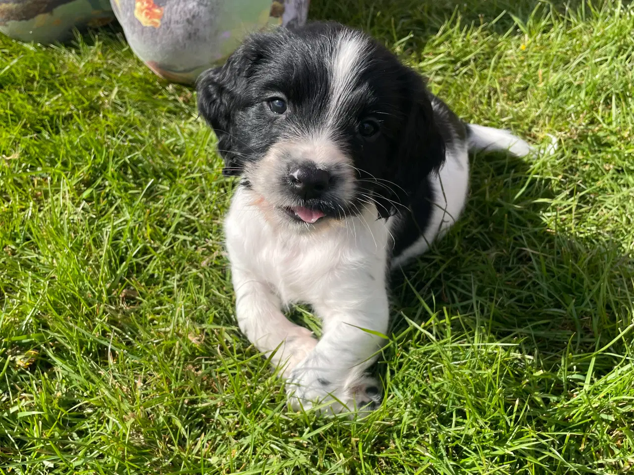 Billede 3 - Spaniel hvalpe med stamtavle