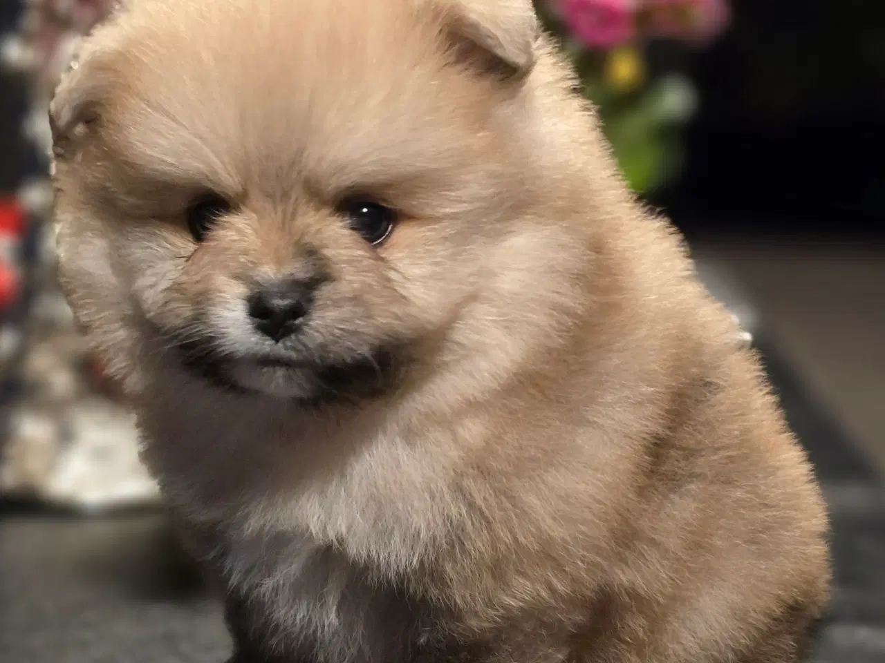 Billede 12 - Pomeranian hvalpe , 4 søde drenge. 