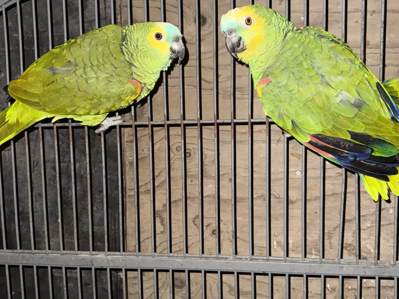 Billede 5 - Blåpandet Amazonepapegøjer