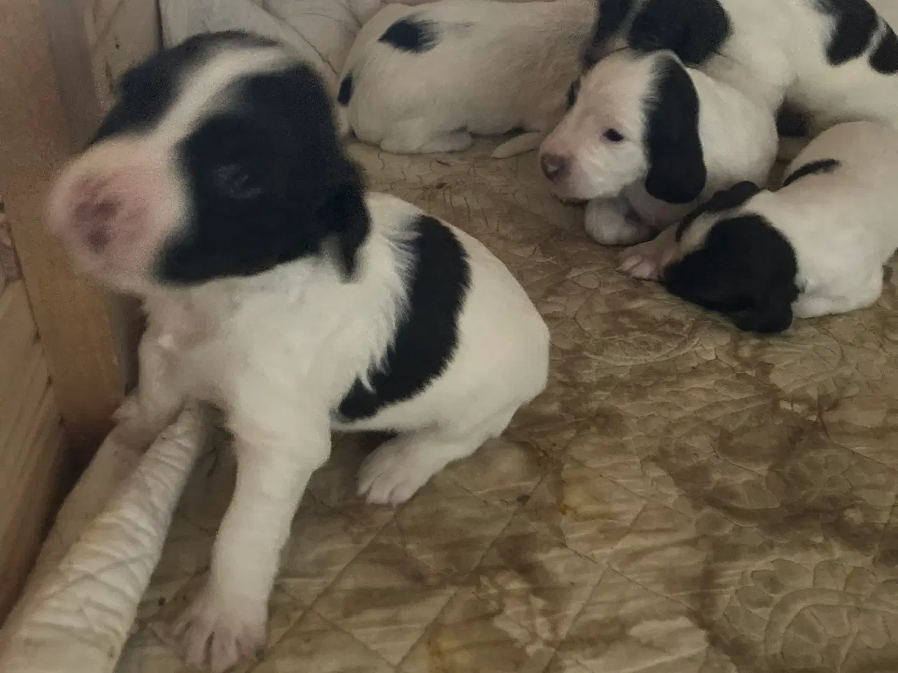 Billede 2 - Engelske Springer Spaniel