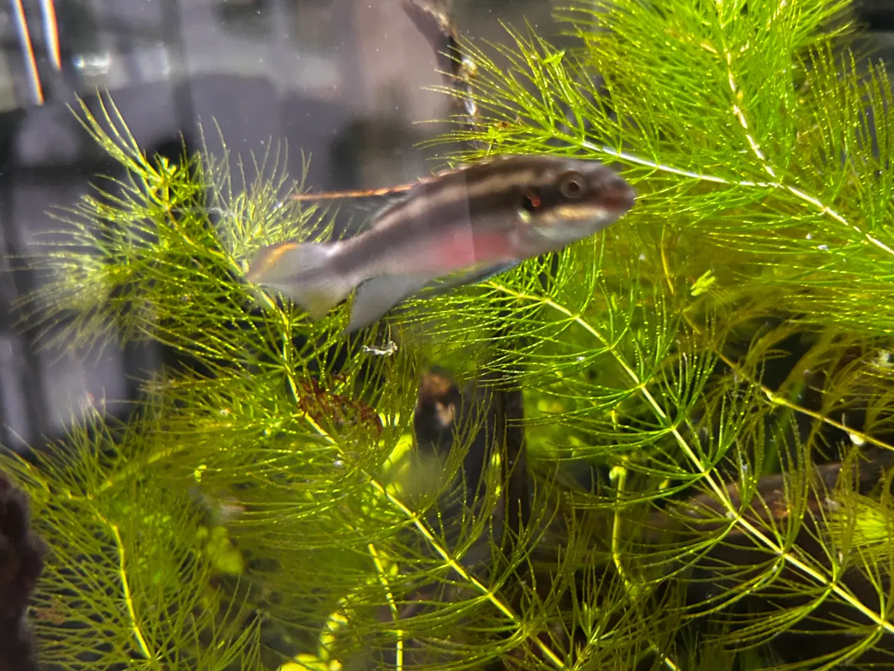 Billede 1 - Kribensis Han